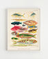 Light Wood Framed Great Barrier Reef Fishes Vintage Illustration Wall Art Print